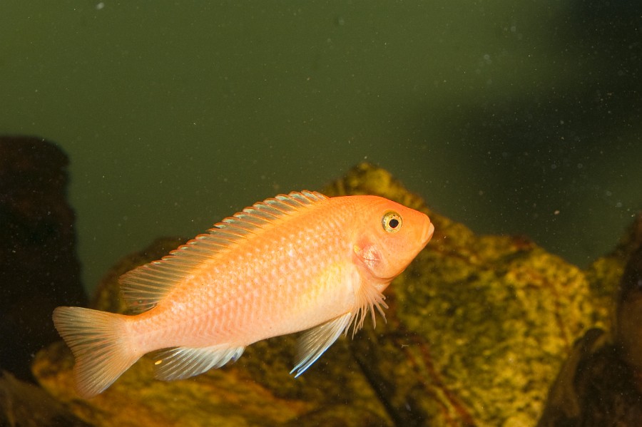 Red Cichlid in Freshwater Aquarium